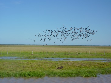 Volo di uccelli sopra una palude a Los Llanos