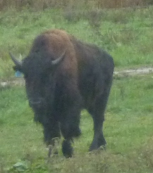 Sarà un beefalo o un buffalo?