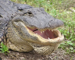 Un alligatore delle Everglades