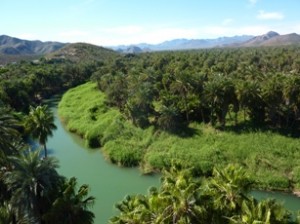 Il lussureggiante paesaggio di Mulegè