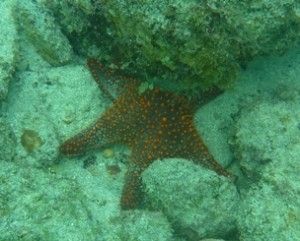 Una stella marina del fondale di Loreto