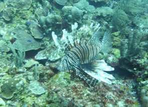 Il Lion Fish