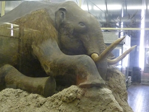 Il celebre Mammut del Museo di San Pietroburgo