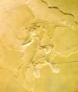 Il fossile di Archeopteryx