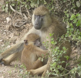 Una madre allatta un piccolono babbuino all'Ol Tukai