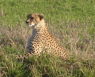 Il ghepardo è attento