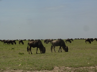 Gnu a perdita d'occhio al Serengeti