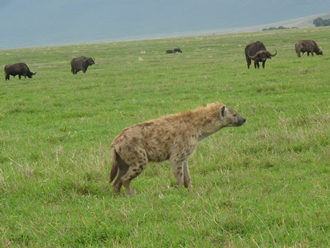 La iena corre, i bufali osservano