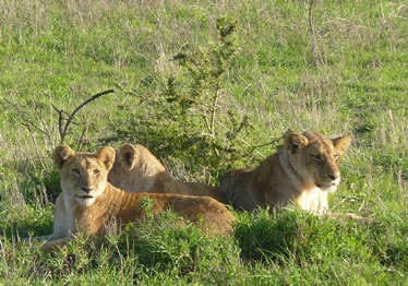 Una leonessa e i suoi cuccioli al parco Serengeti