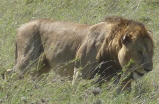 Un maestoso leone maschio al parco Serengeti