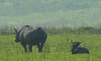 Il raro rinoceronte nero
