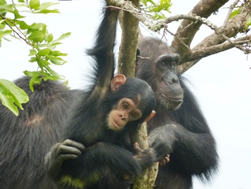 Mamma chimp con il suo cucciolo a Gombe