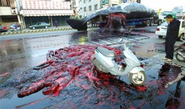 La raccapricciante scena del dopo esplosione della balena a Tainan