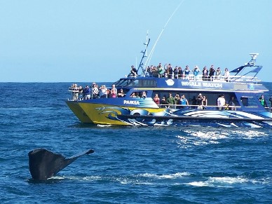Un capodoglio si immerge vicino a una barca di whale watchers a Kaikoura