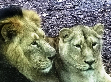 La coppia di leoni asiatici allo zoo di Roma
