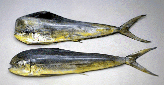 La Lampuga o Dolphin Fish