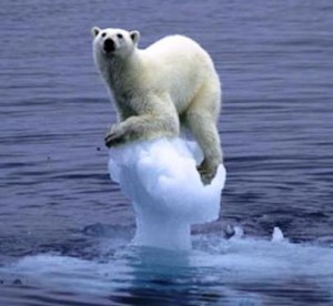 Per questo orso polare il disgelo è arrivato troppo presto. Effetto del Global Warming?