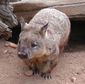 Un simpatico wombat