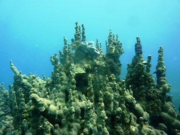 La formazione corallina che ho chiamato "La Cattedrale"